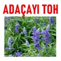 Çiçek Tohumu Adaçayı (Salvia Officinalis) 50 ADET