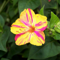 Çiçek Tohumu Akşam Sefası (Mirabilis Jalapa) 30 ADET