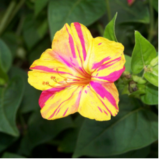 Çiçek Tohumu Akşam Sefası (Mirabilis Jalapa) 30 ADET