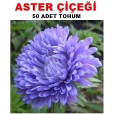 Çiçek Tohumu Aster 50 Adet