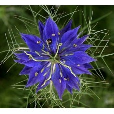 Çiçek Tohumu Çörek Otu 30 Adet Nigella Sativa