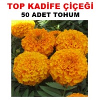 Çiçek Tohumu Kadife Çiçeği 50 Adet 